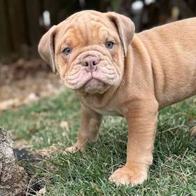 English Bulldog