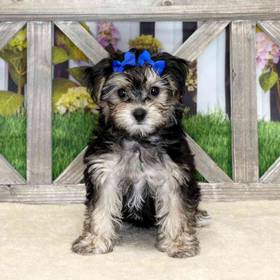 Morkie