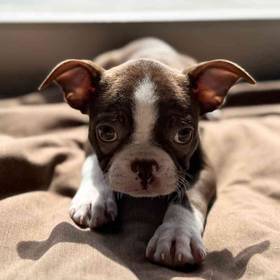 Boston Terrier