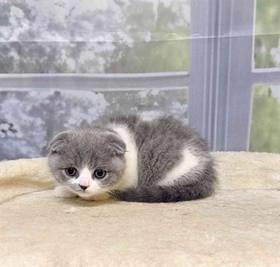 Scottish Fold