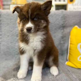 Siberian Husky