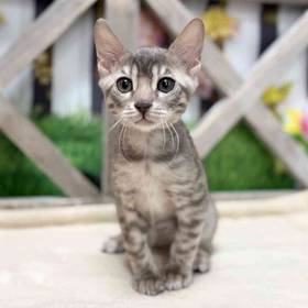 Bengal