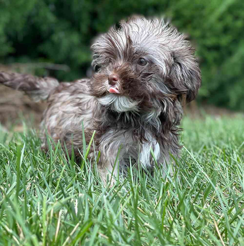 carousel pet images