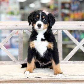 Bernese Mountain Dog