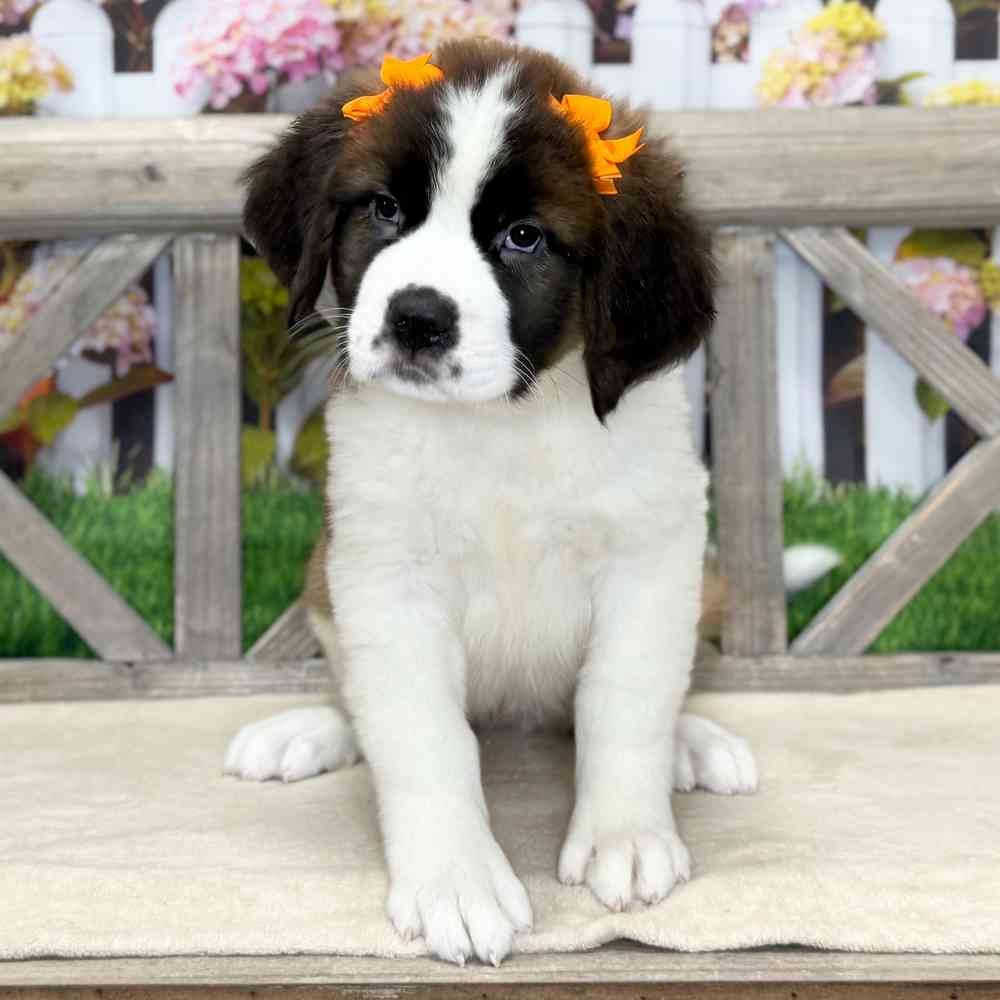 pet breed image