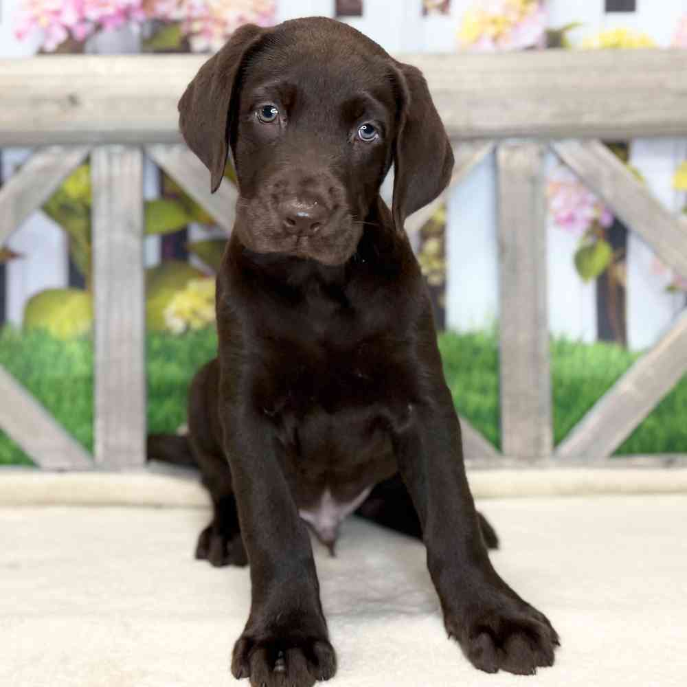 pet breed image
