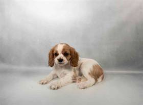 Cavalier King Charles Spaniel