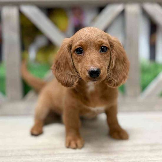 Copper