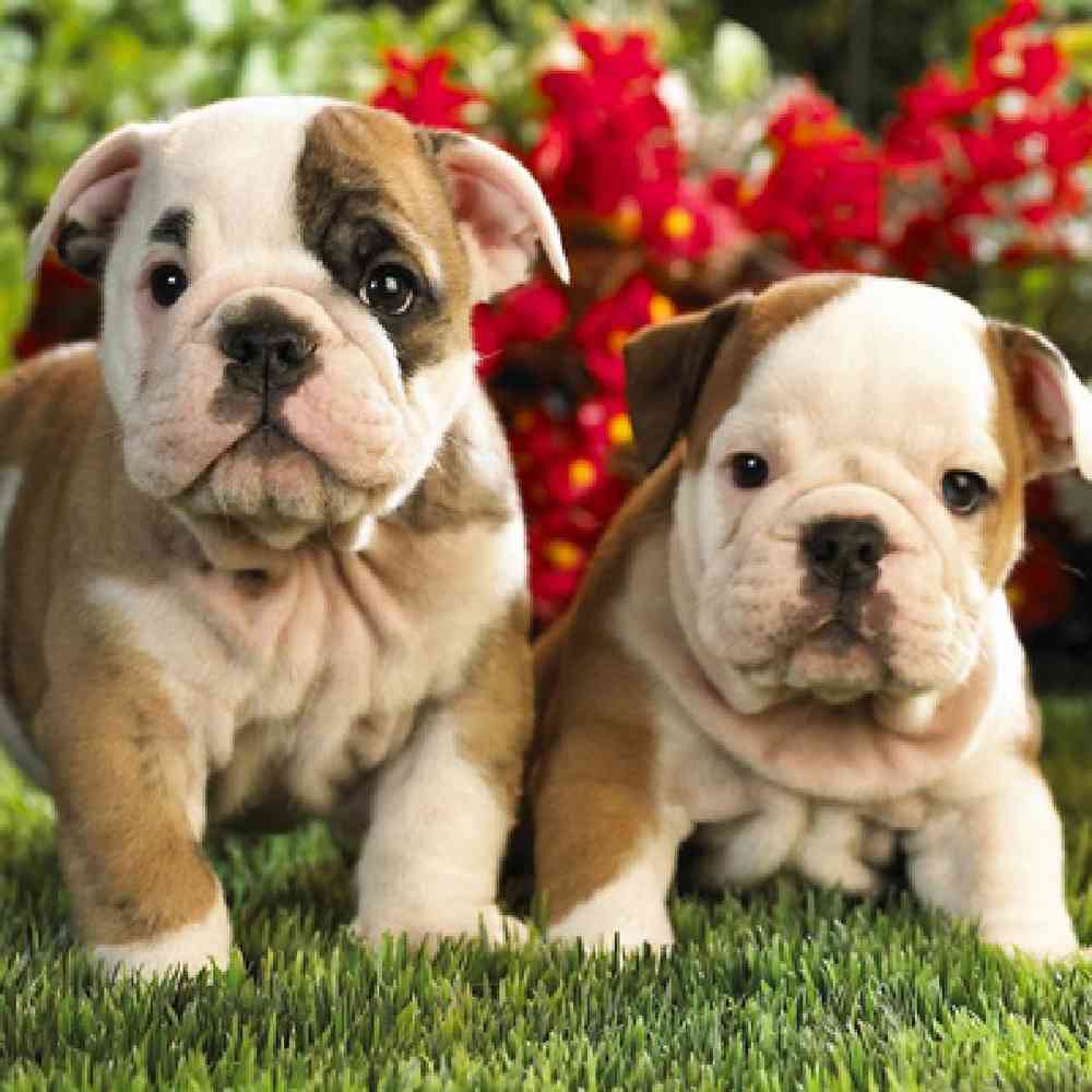 carousel pet images