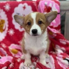 Pembroke Welsh Corgi