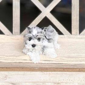 Mini Schnauzer