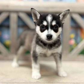 Alaskan Klee Kai