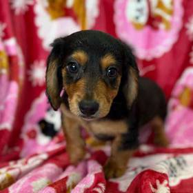 Dachshund