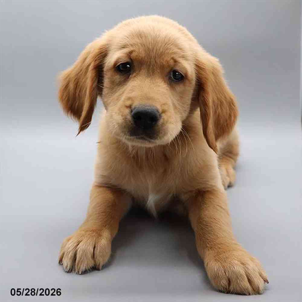 pet breed image