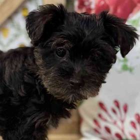 Yorkie-Poo