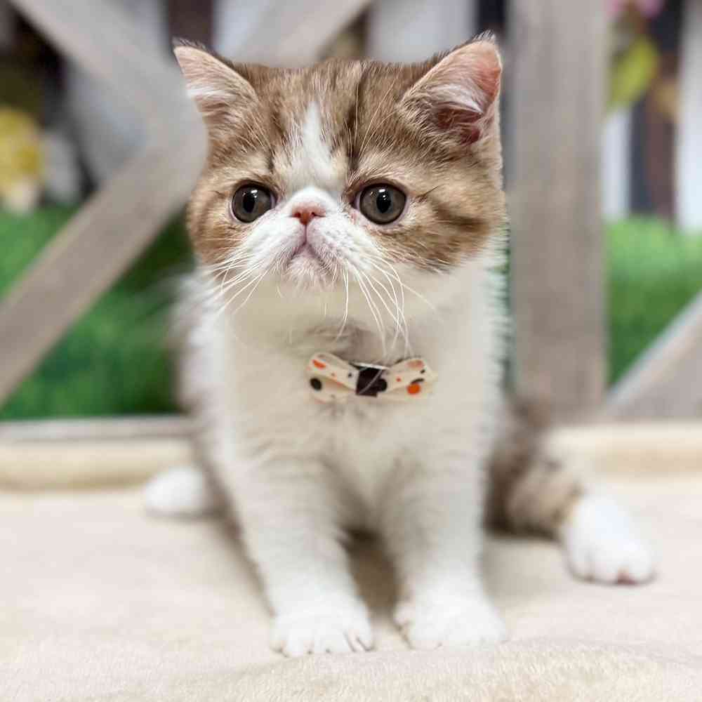 Image of a pet breed in the gallery