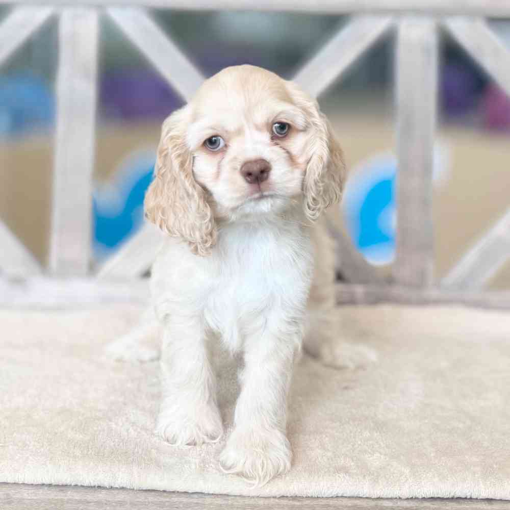 pet breed image