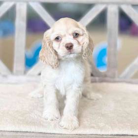 Cocker Spaniel
