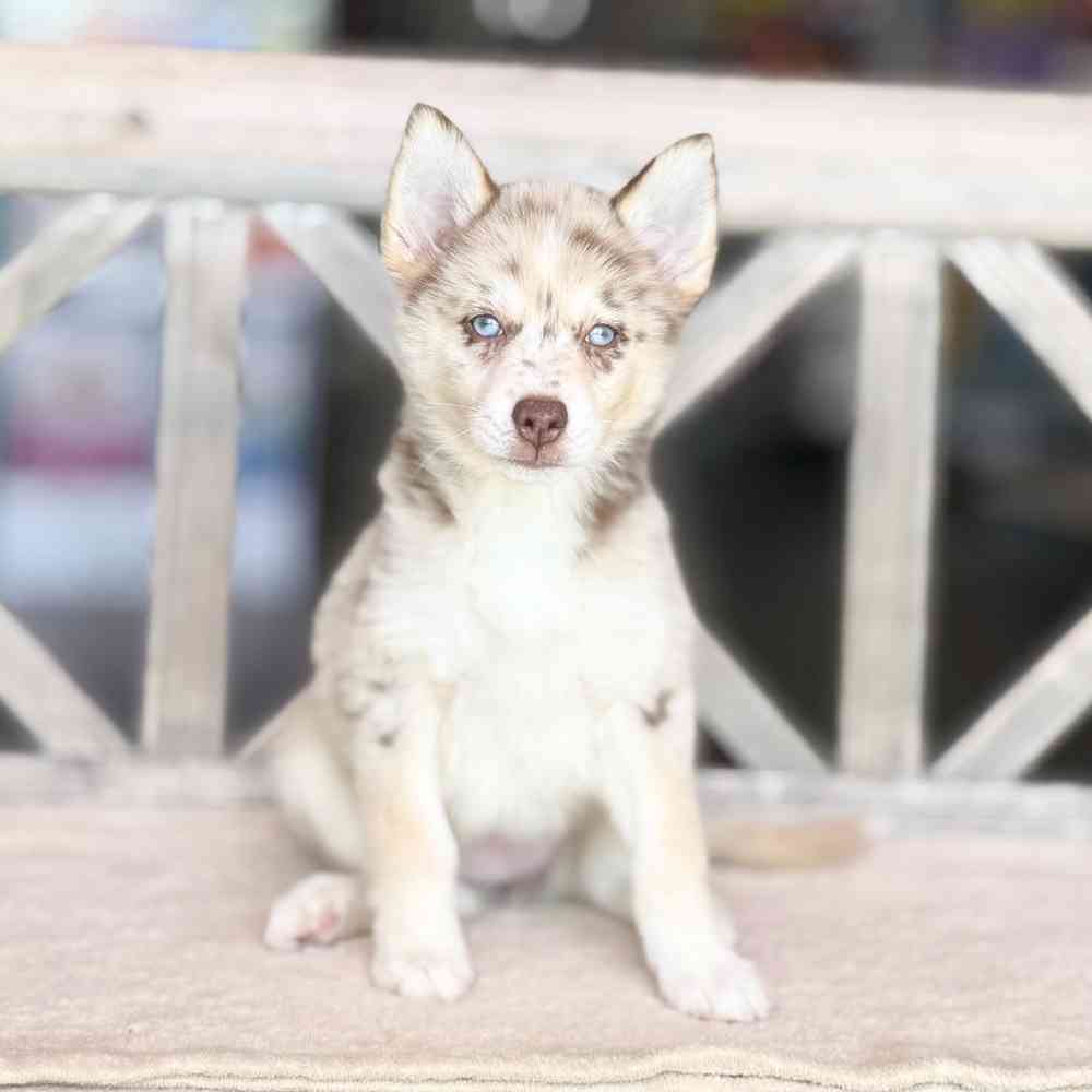 carousel pet images