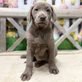 Labrador Retriever