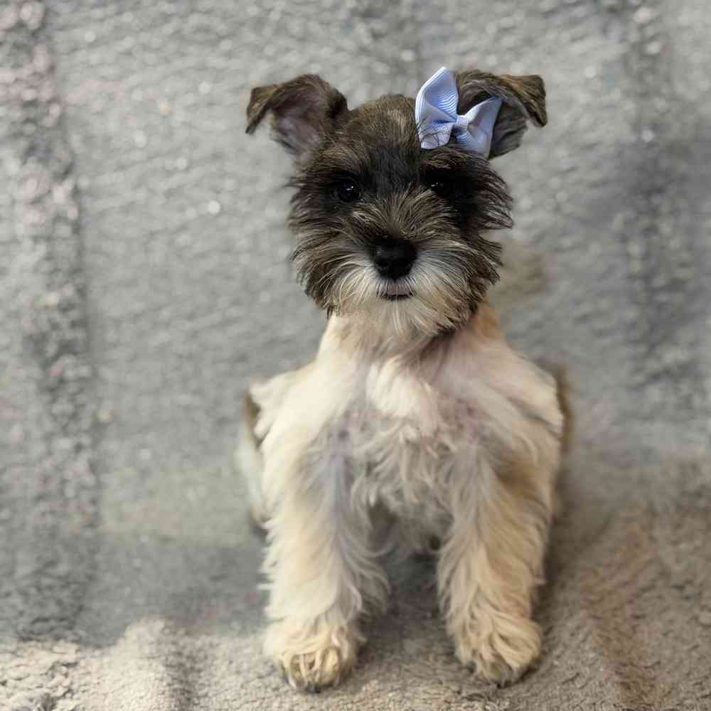 pet breed image