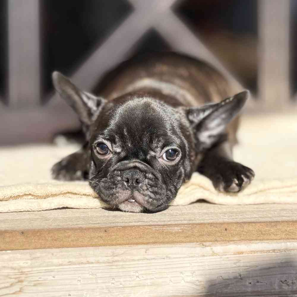pet breed image