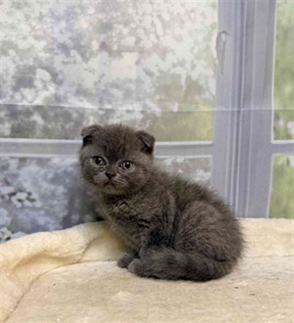 Image of a pet breed in the gallery