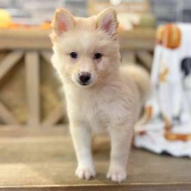 Pomsky