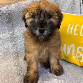 Soft Coated Wheaten Terrier