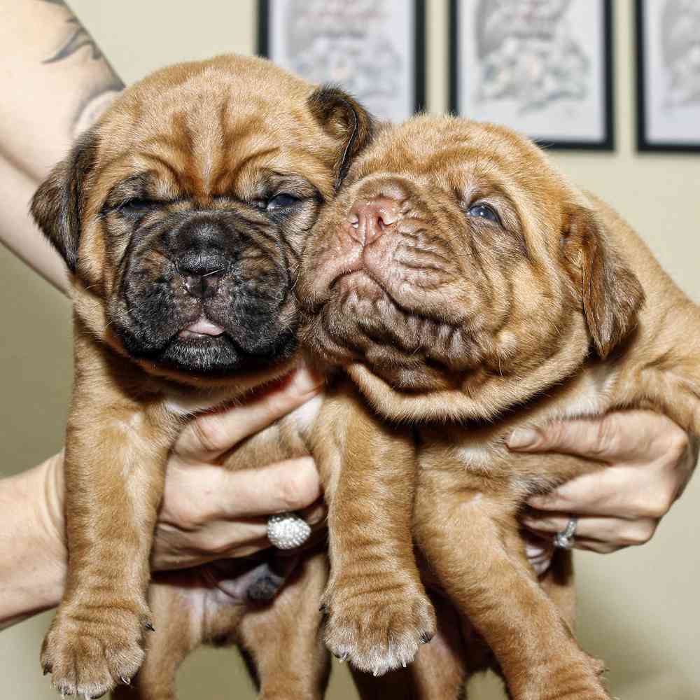 carousel pet images