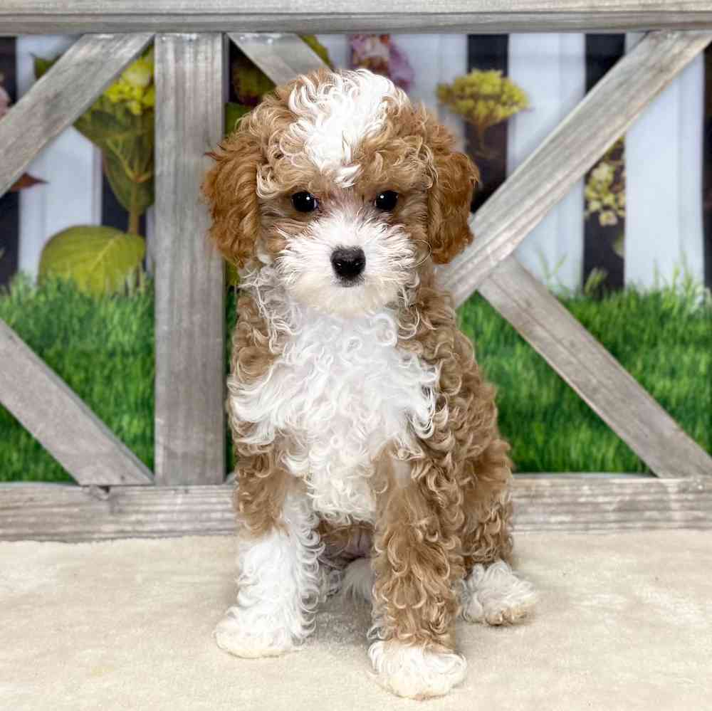 pet breed image
