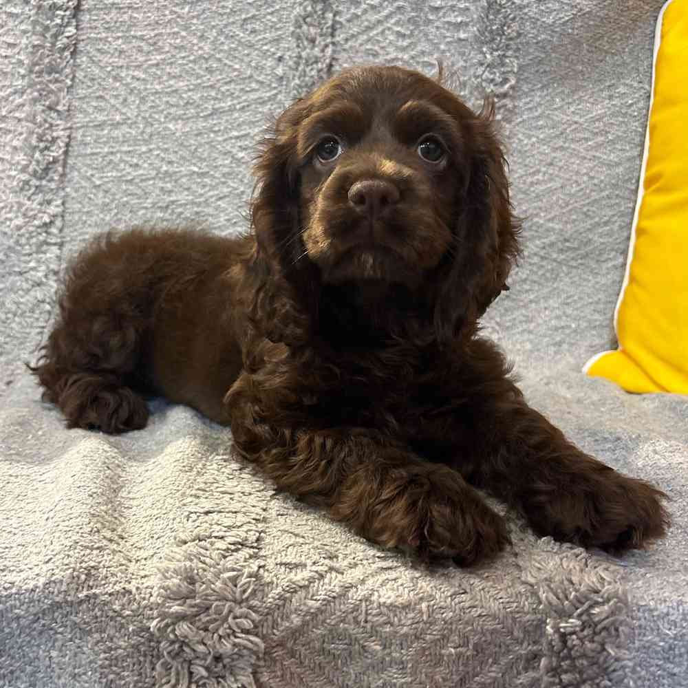 pet breed image