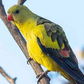 Regent Parrot