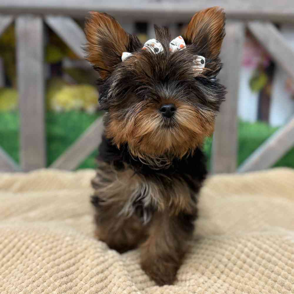 pet breed image