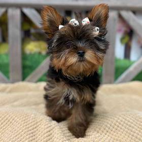 Yorkie
