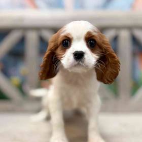 Cavalier King Charles Spaniel