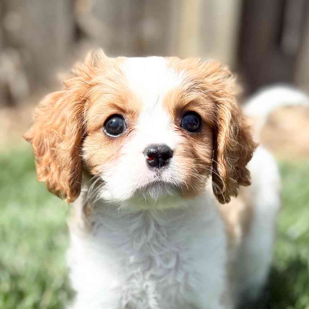 pet breed image