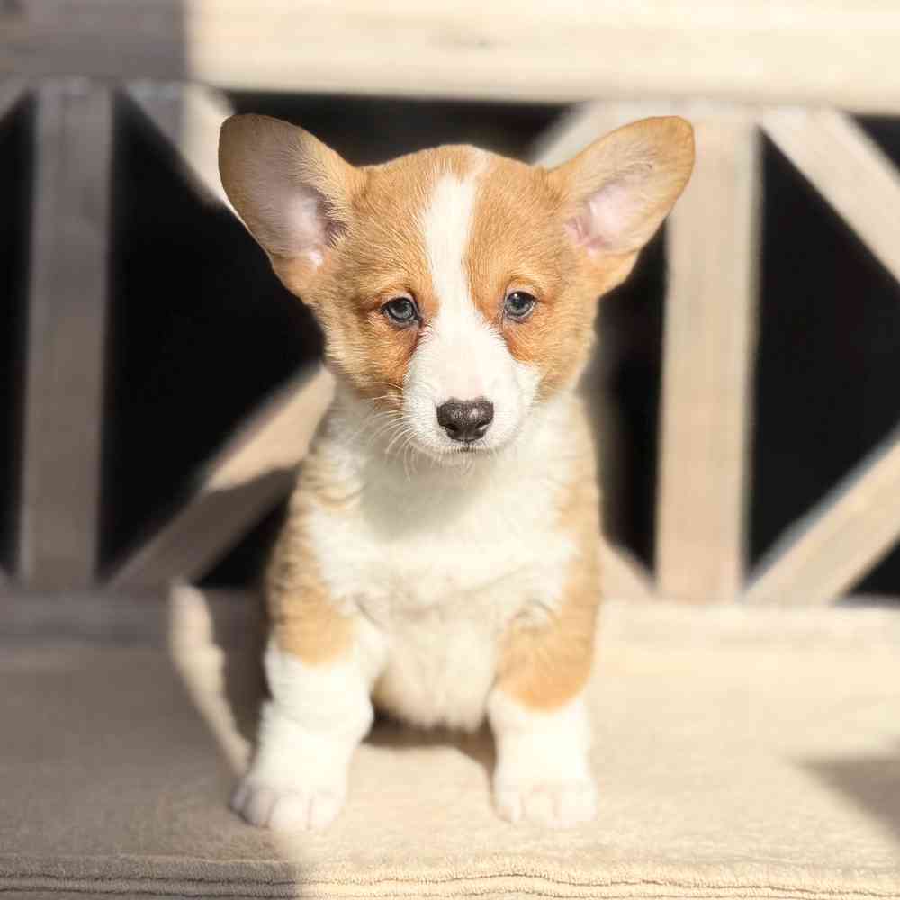 pet breed image