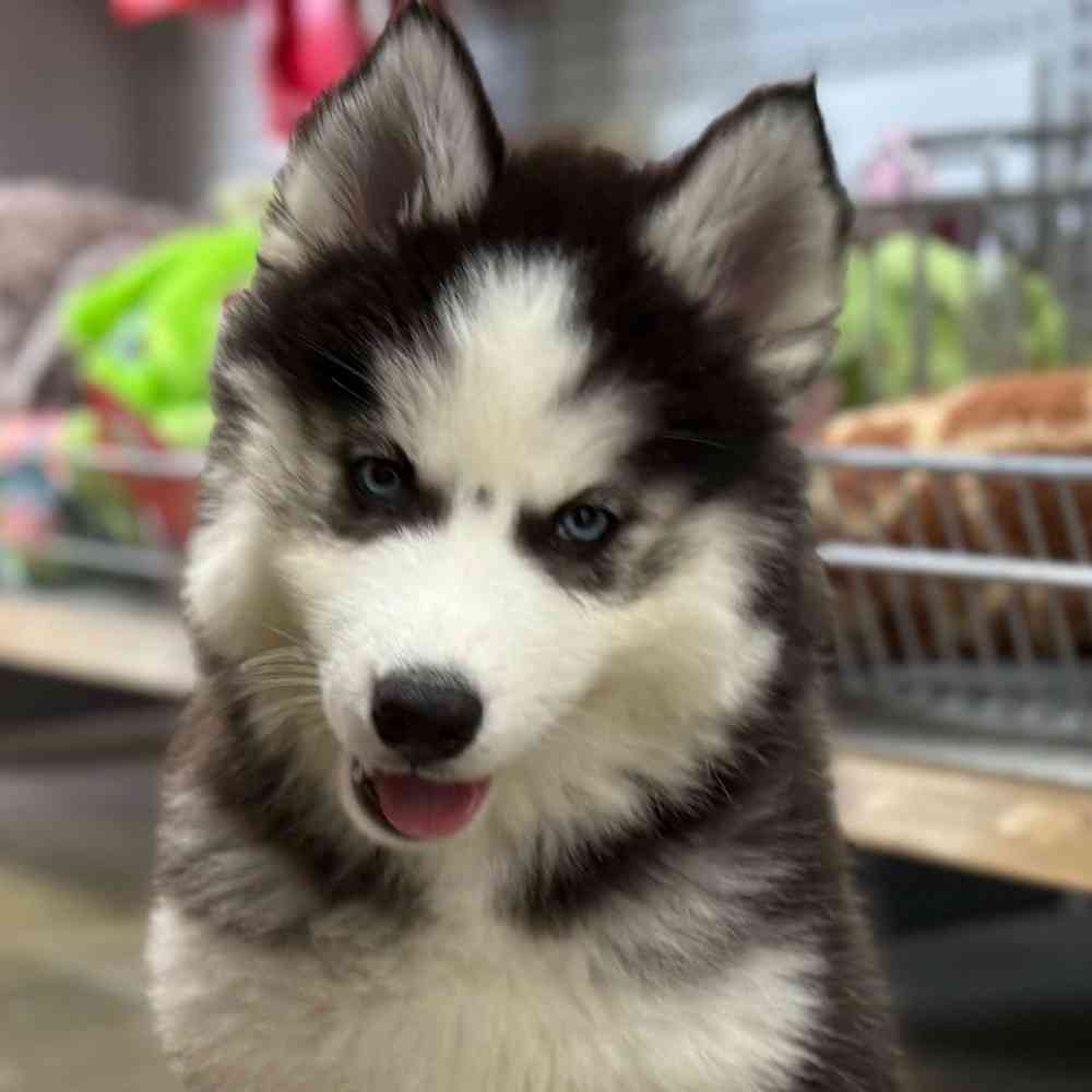 carousel pet images