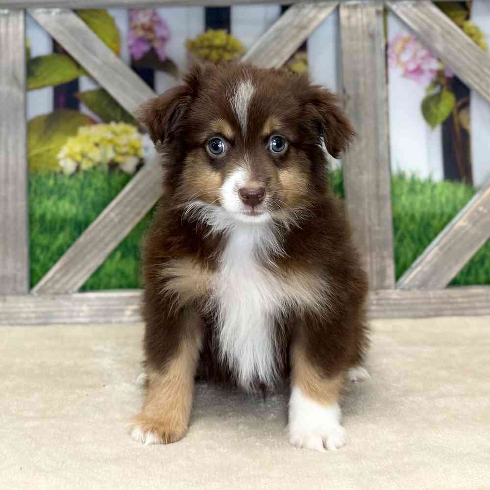 pet breed image