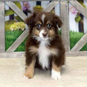 Miniature Australian Shepherd