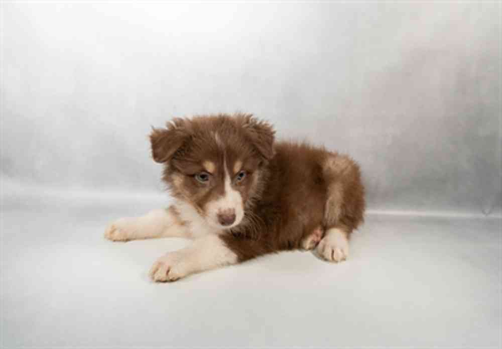 pet breed image