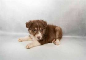 Australian Shepherd