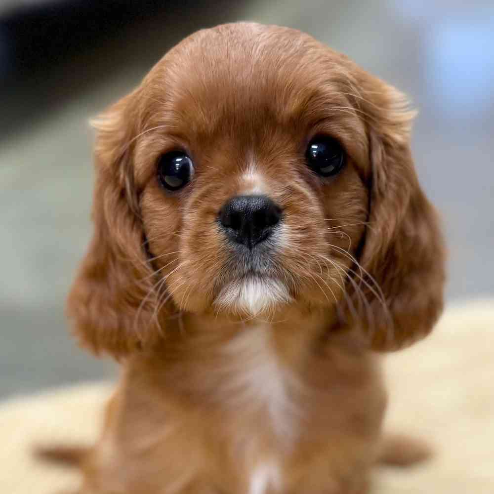 pet breed image