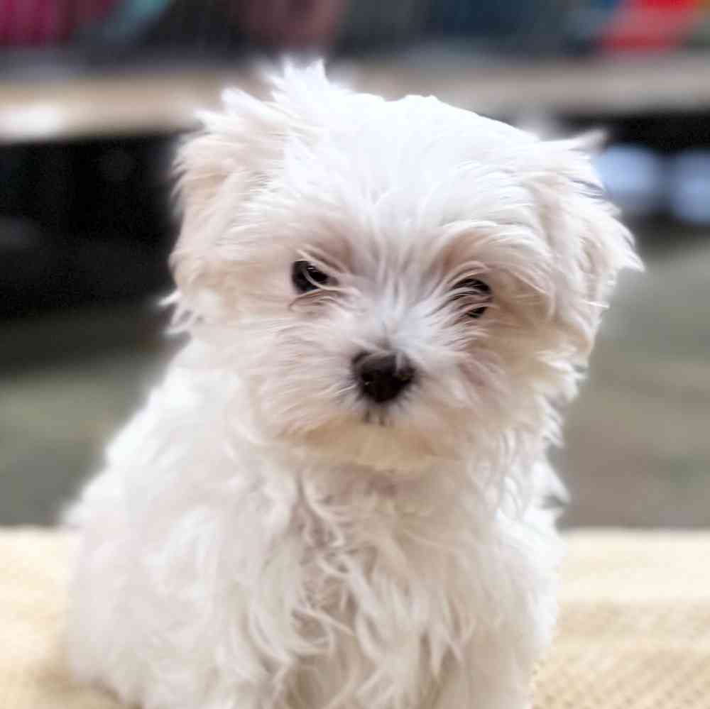 pet breed image