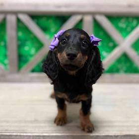 Dachshund