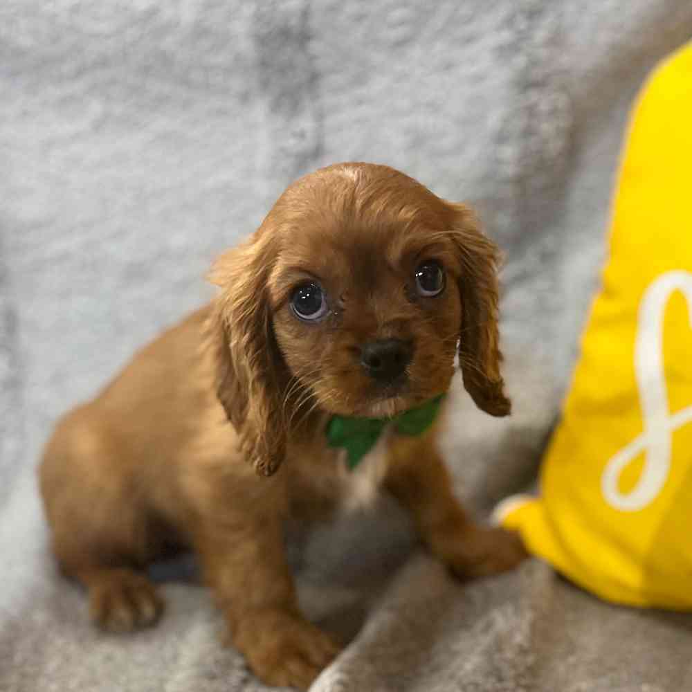 pet breed image
