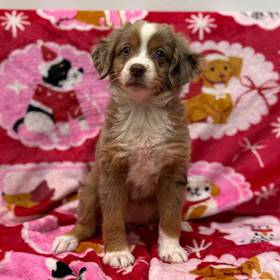 Miniature Australian Shepherd
