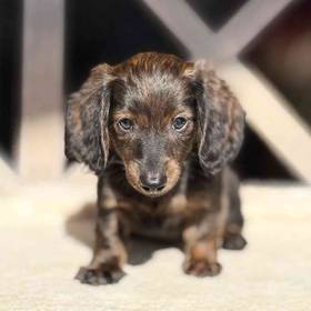 Dachshund