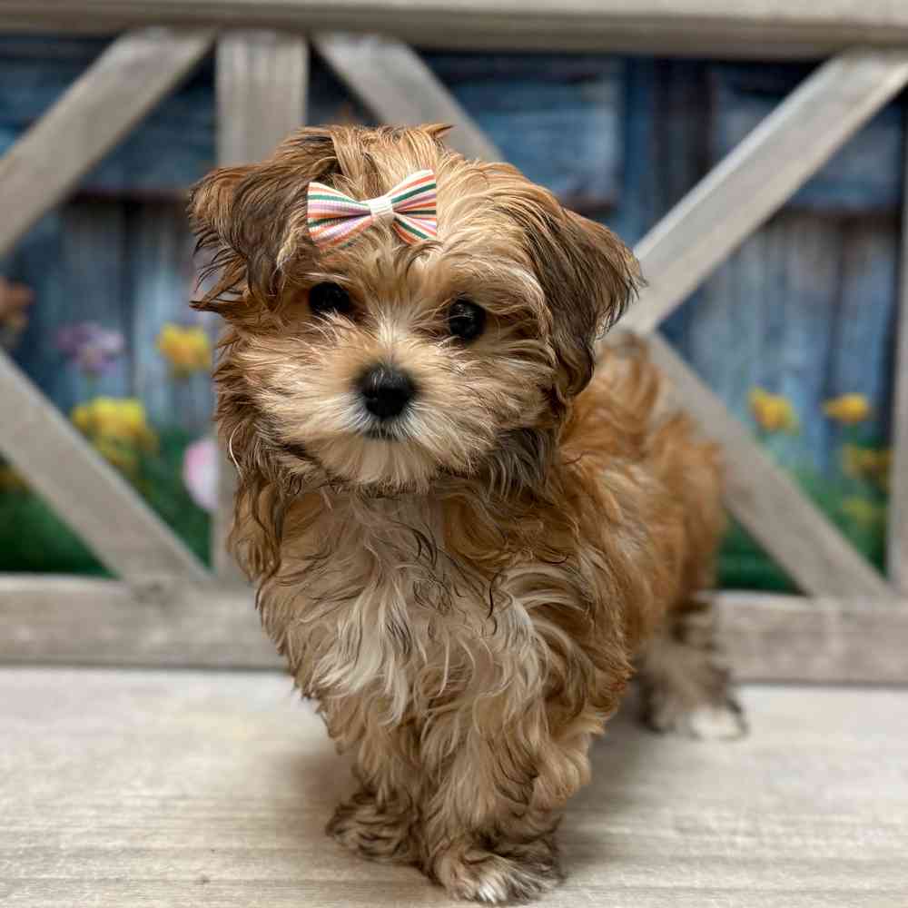 Image of a pet breed in the gallery